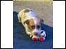 Scooter and the lamb