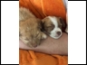 Sleeping puppies