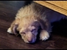 Cash sleeping under the table