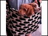 Puppies in a basket bag