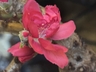 Peach Tree Flower Blossom